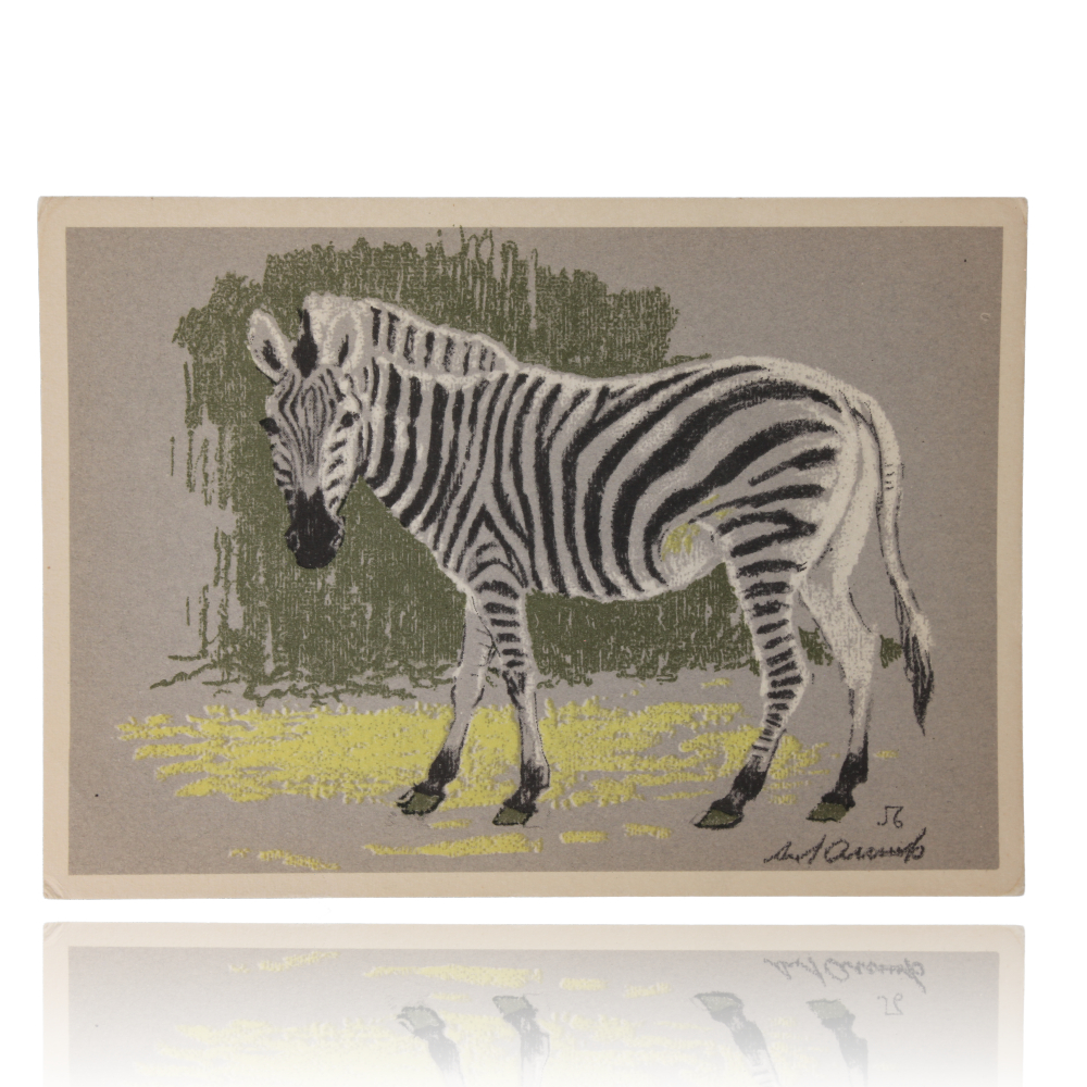 Zebra
